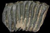 Partial Southern Mammoth Molar - Hungary #111854-5